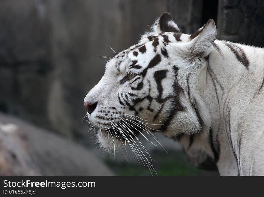 White tiger zoo animal cat