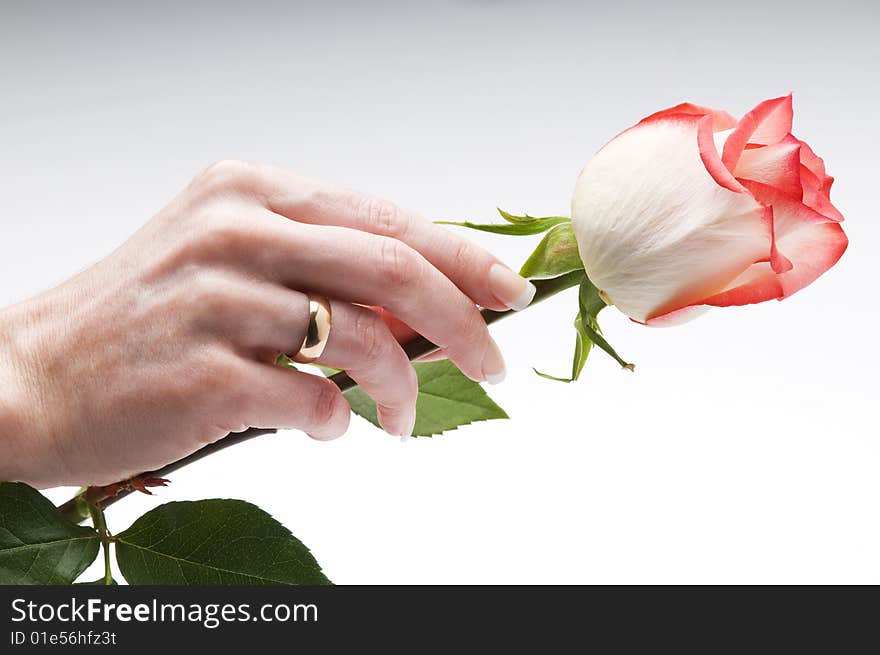 Woman hand holding rose close up shoot