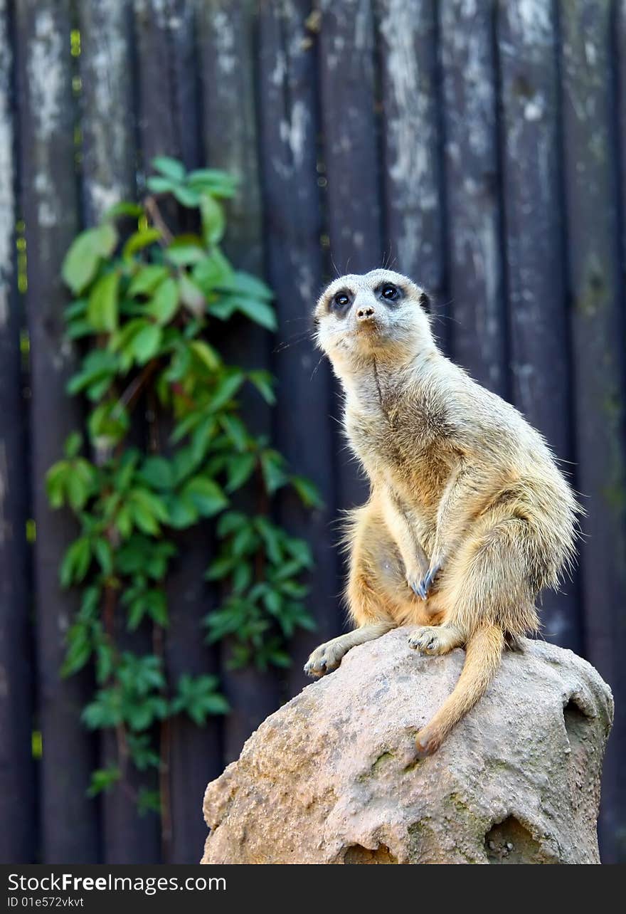 Suricatta in zoo is sitting on the stone. Suricatta in zoo is sitting on the stone