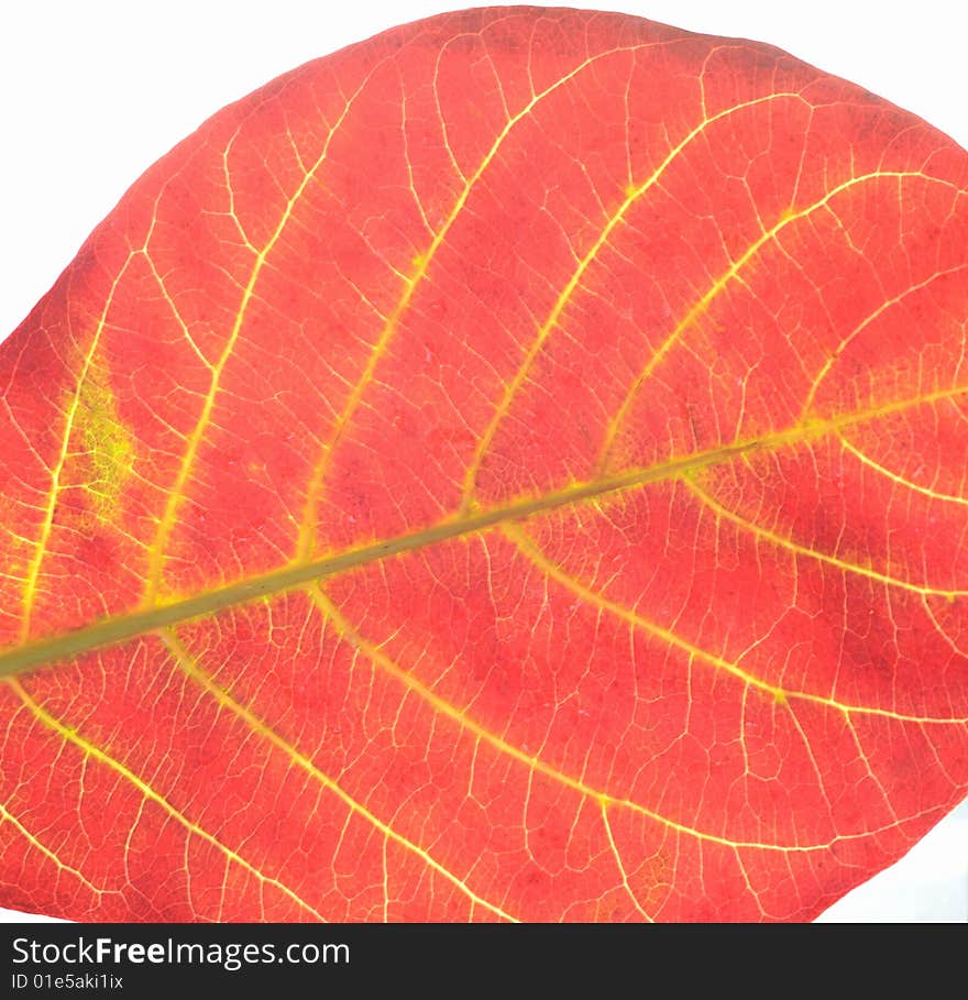 Leaf on a white background. Leaf on a white background