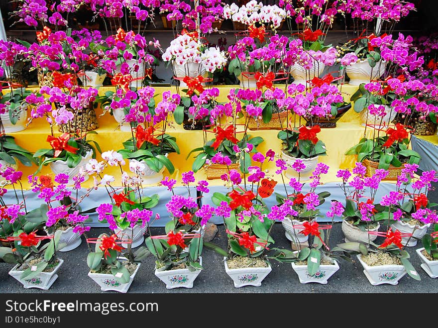 Many Colourful flowers in pattern