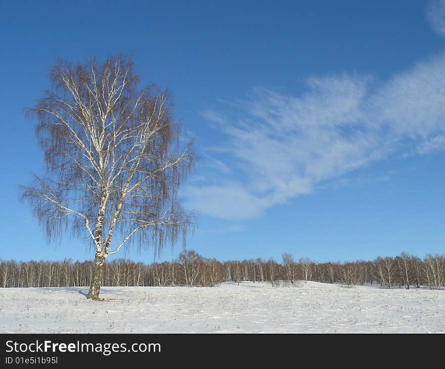 Russian winter forest on sunny day. Russian winter forest on sunny day