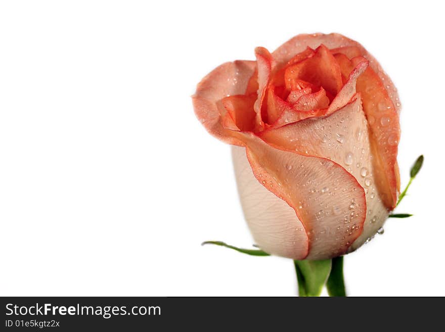 Close up of single  rose isolated over white. Close up of single  rose isolated over white.