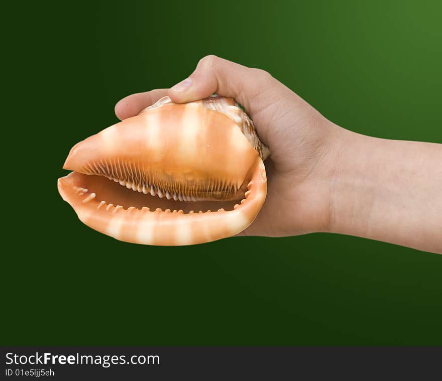 Girl's hand holding  a  seashell isolated on green background