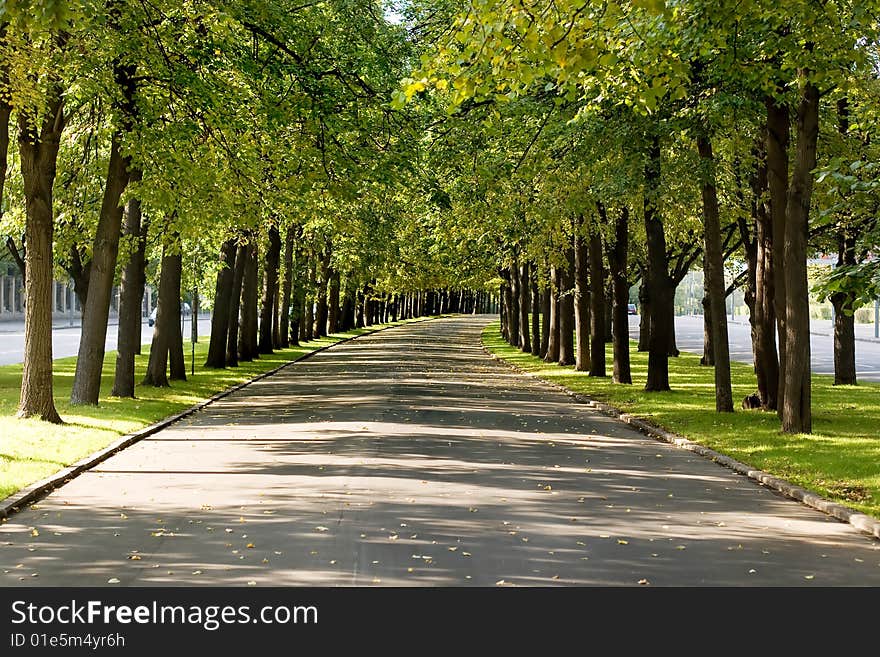 A long green alley in a warm sunny day