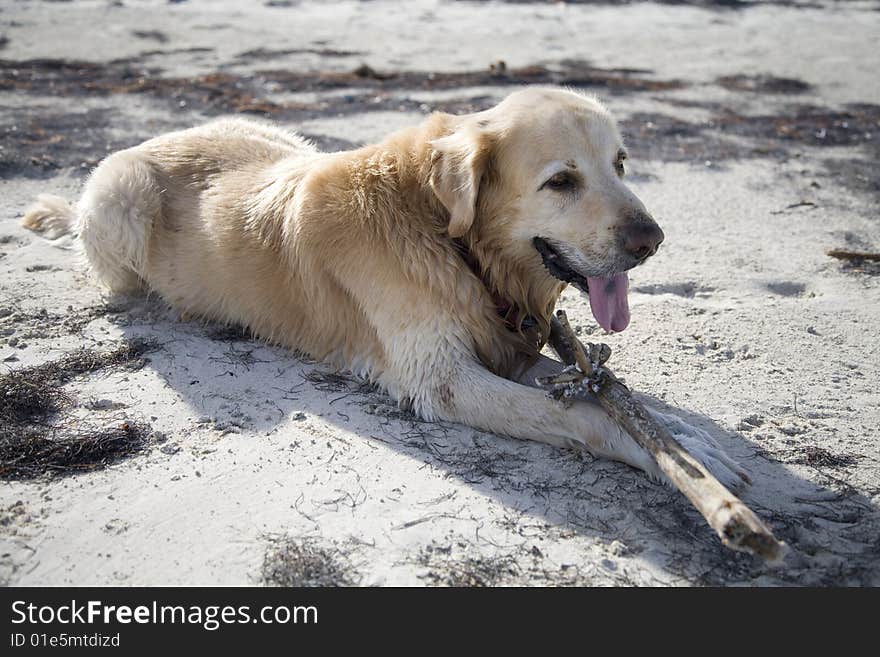 Beach fun