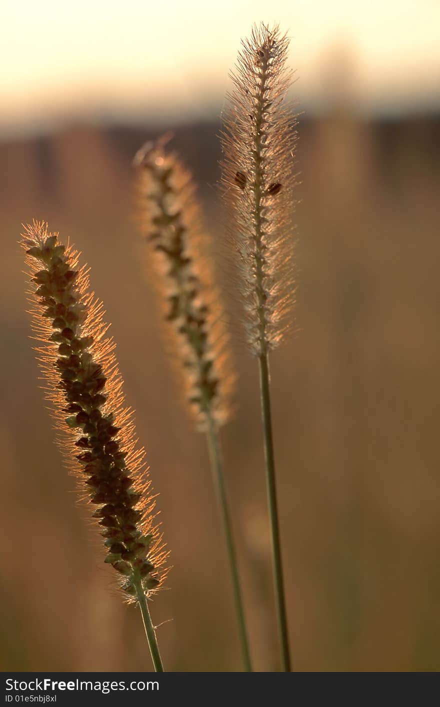 Closeup of Grass Blade against golden Sunset.