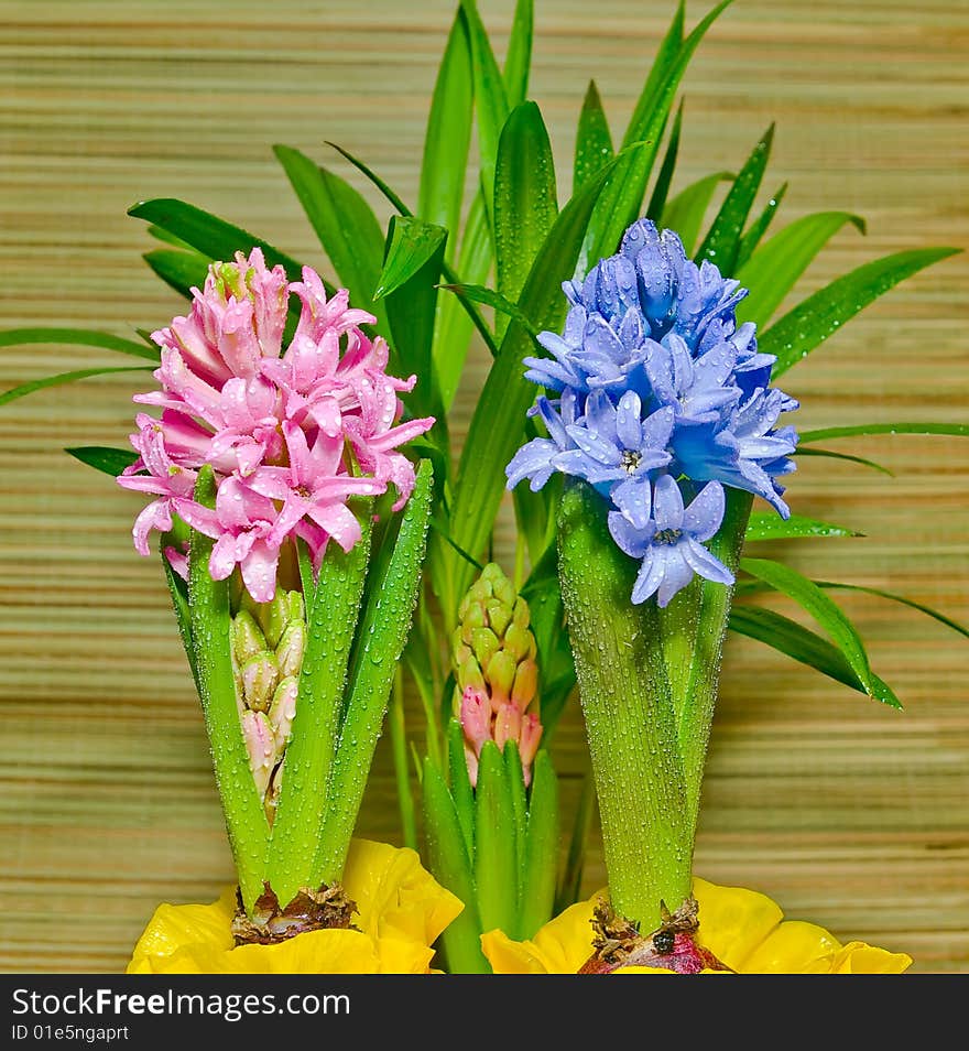 Hyacinths in dew against a palm tree