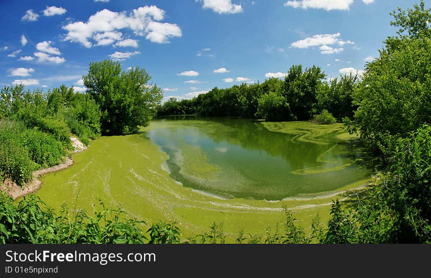 Old pond grown with a duckweed