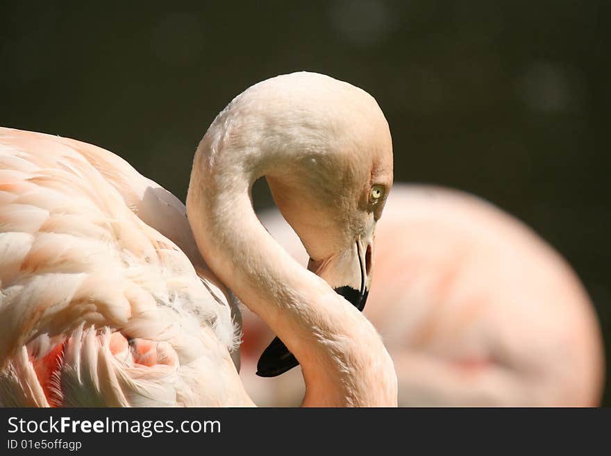 Pink flamingo during its well-earned rest after big luch.