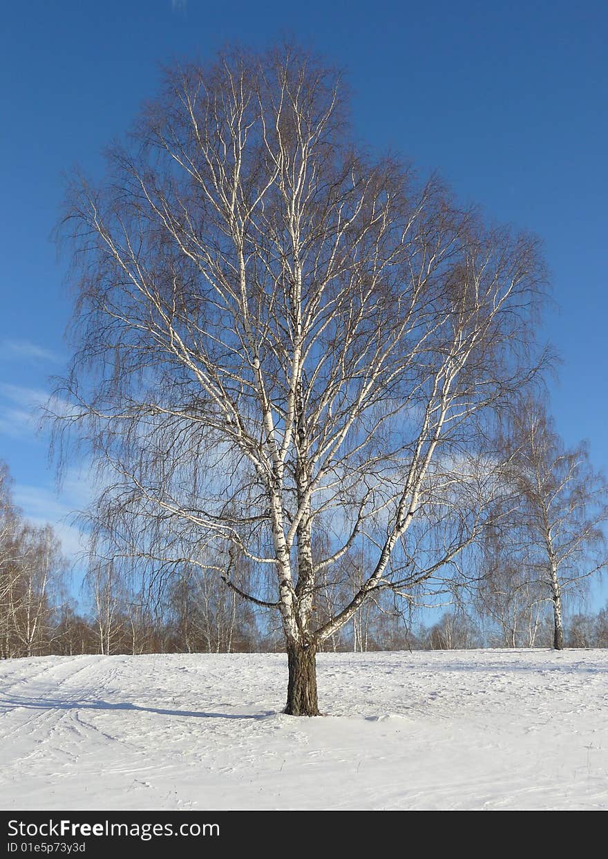 Birch