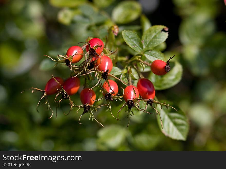 Bunch Of Dog-rose Fruits