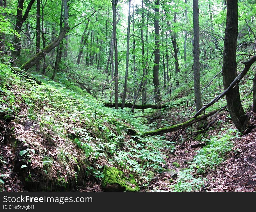 Ravine In Forest.