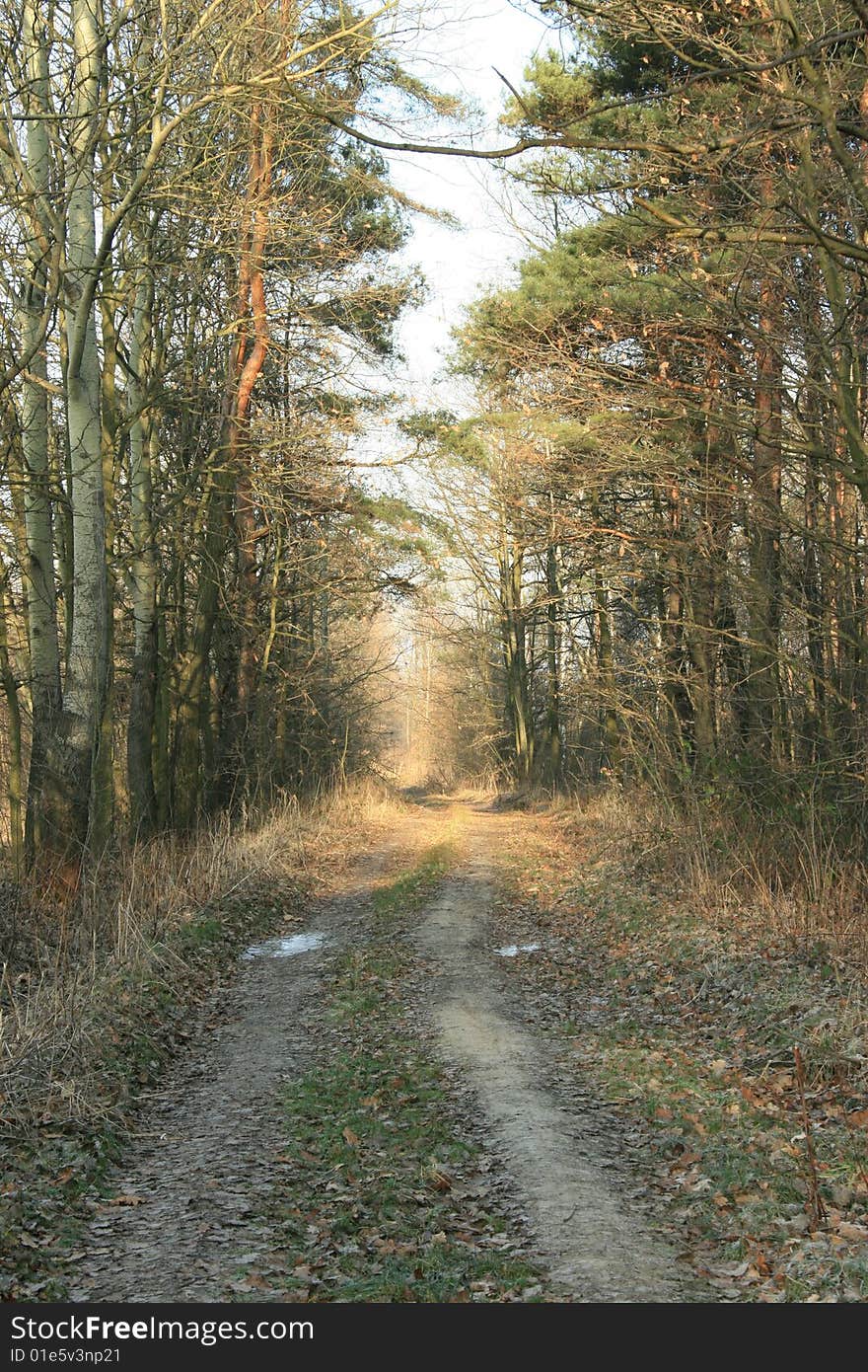 Forest road