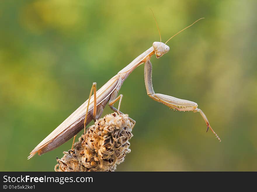 Praying Mantis