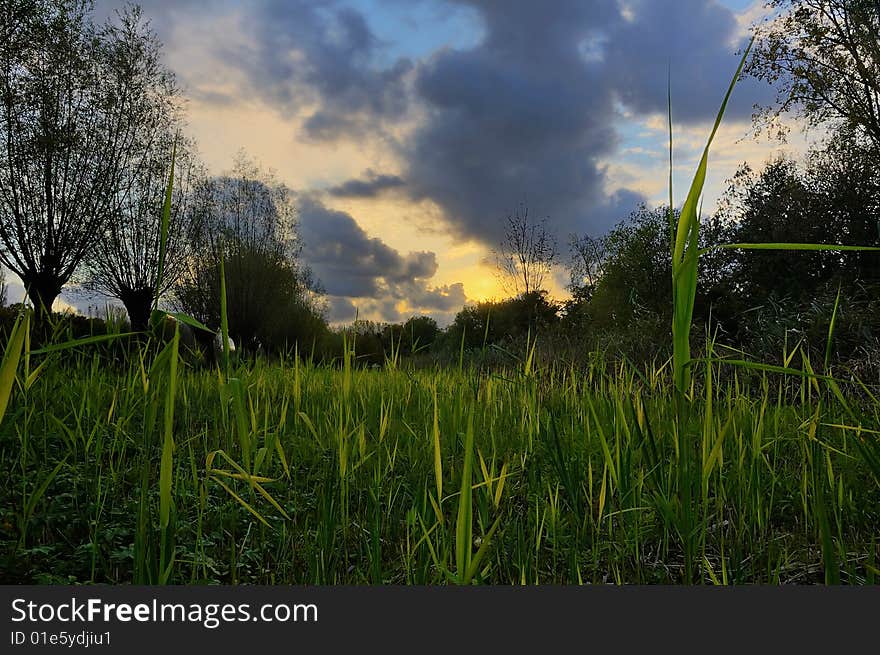 Backlit Grass during Sunset