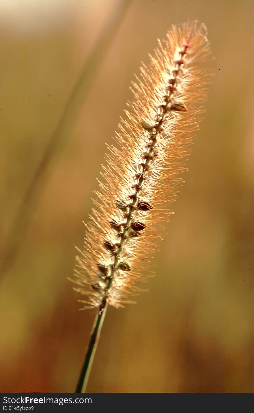 Closeup of Grass Blade against golden Sunset.