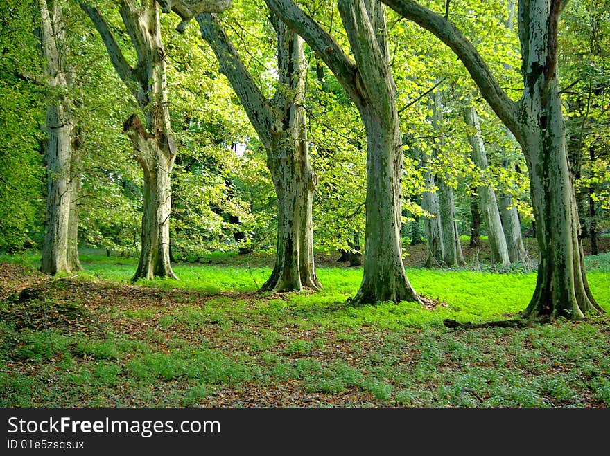 Green Trees