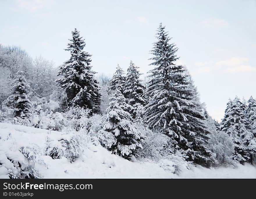 View on a winter landscape with trees covered with snow