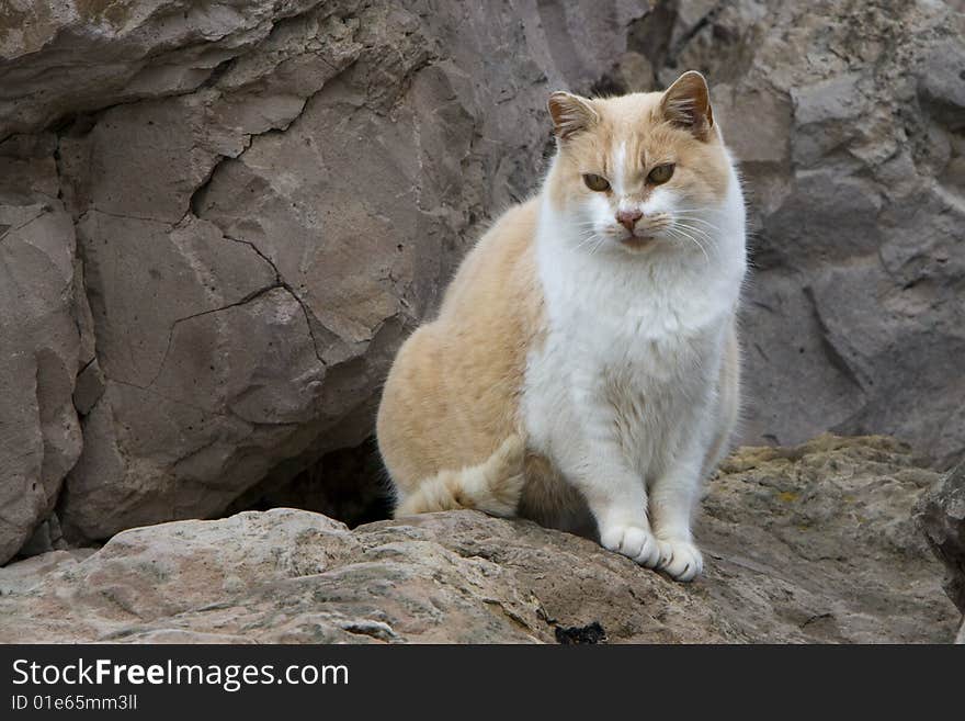 Orange and white feral cat sitting on rocks. Orange and white feral cat sitting on rocks