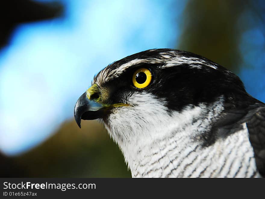 Hawk with blue sky background