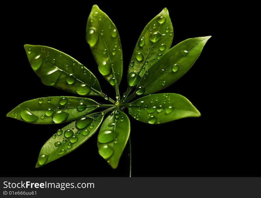 Rain drops on fresh green leaves. Isolated on black background