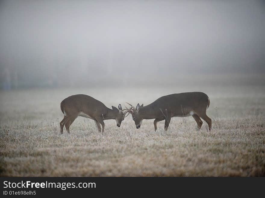 Two whitetail deer bucks spar on a foggy morning in Tennessee. Two whitetail deer bucks spar on a foggy morning in Tennessee