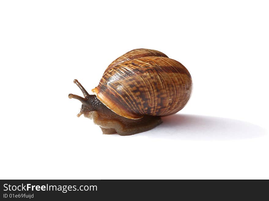 Land snail on white background, isolated