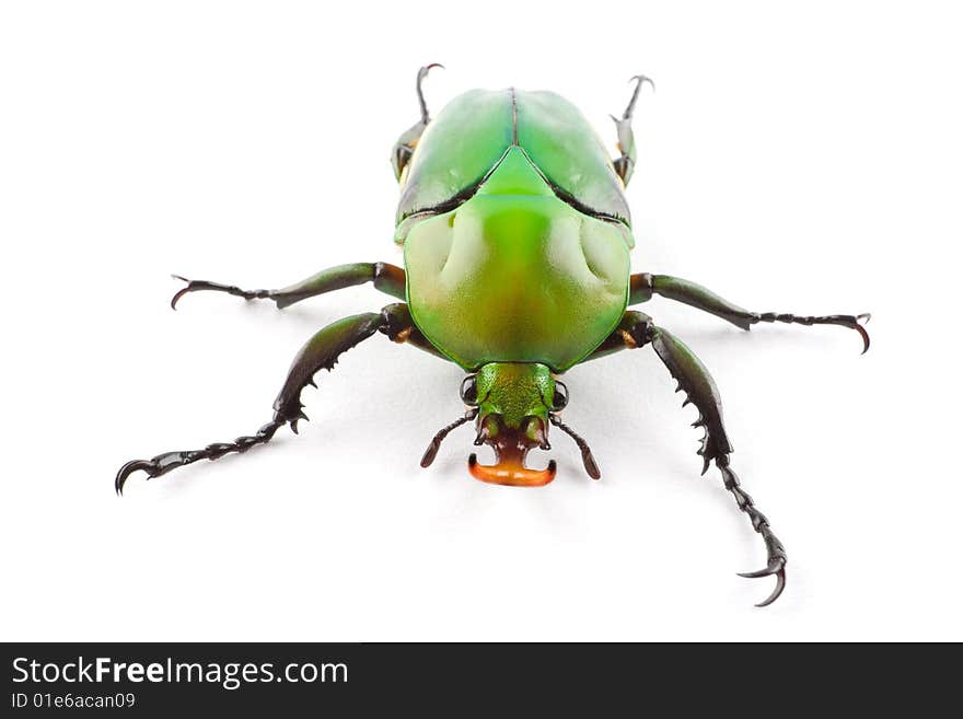 A Green Flower Beetle (Eudicella morgani) isolated on a white background