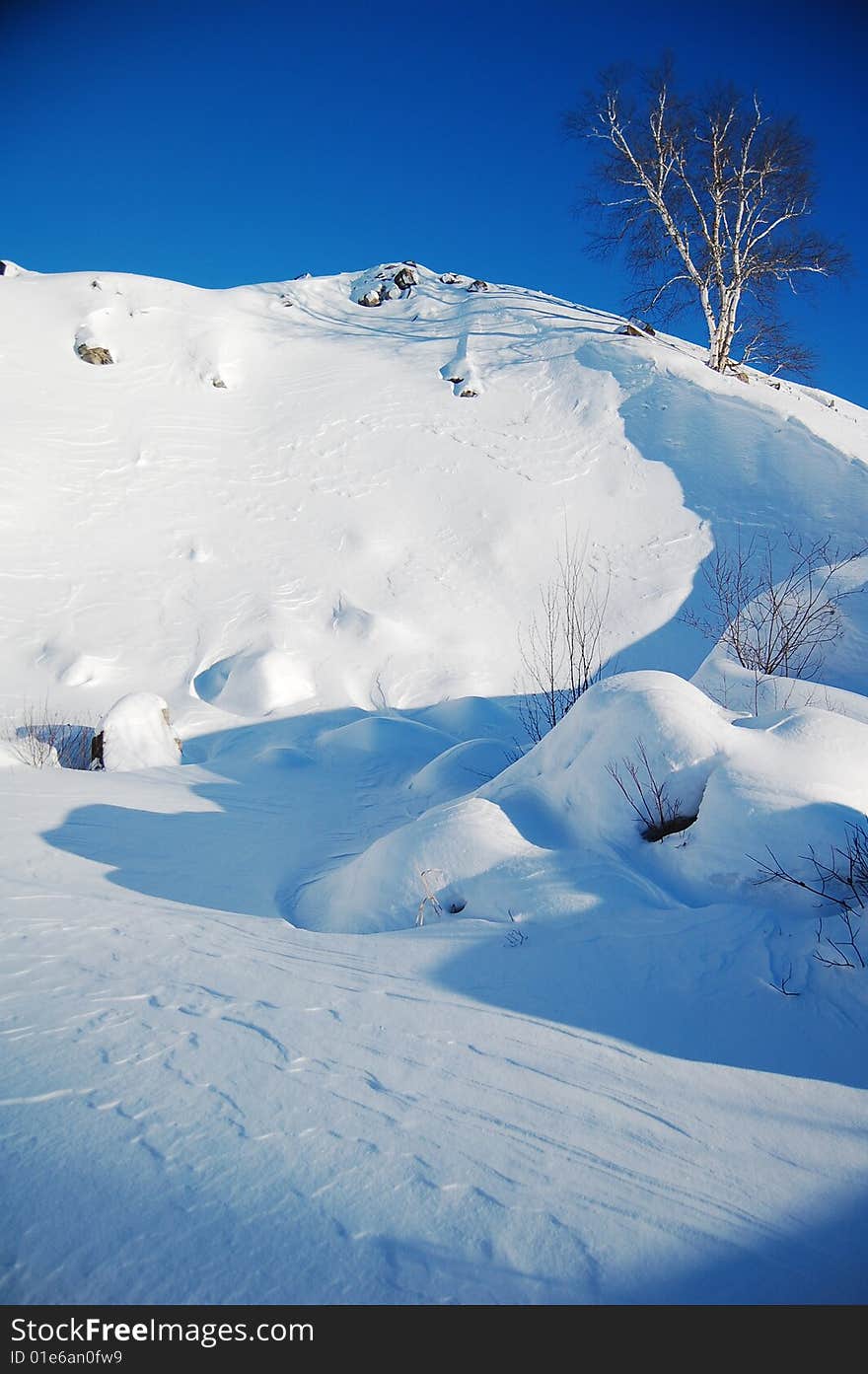 A birch tree growing on a snow-covered ridge. A birch tree growing on a snow-covered ridge.