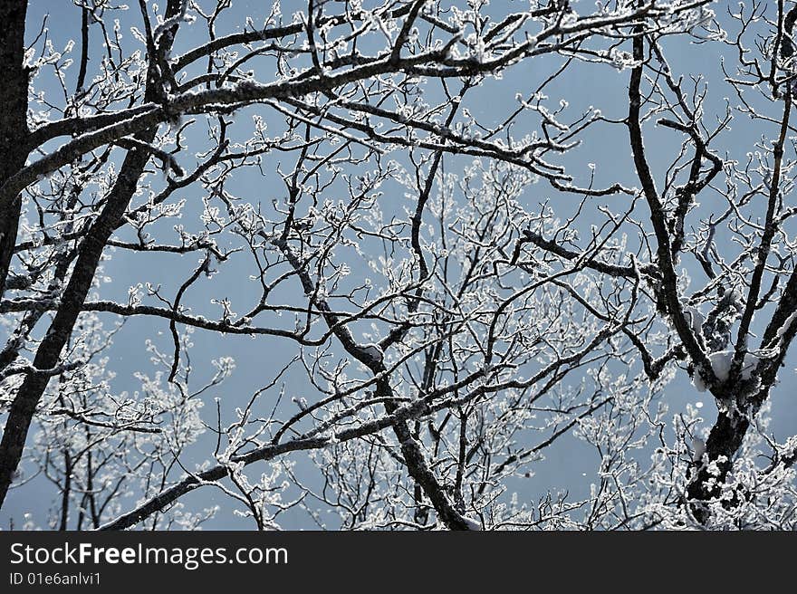 Snow detail at the north