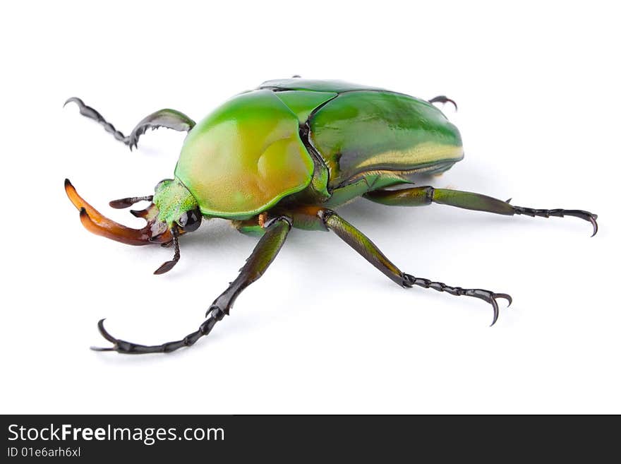 A Green Flower Beetle (Eudicella morgani) isolated on a white background