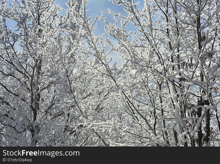 Snow detail at the north