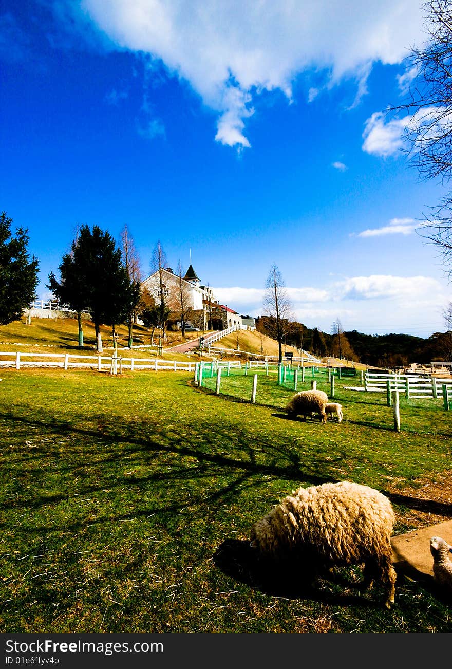 Sheeps in Rokkosan Pasture