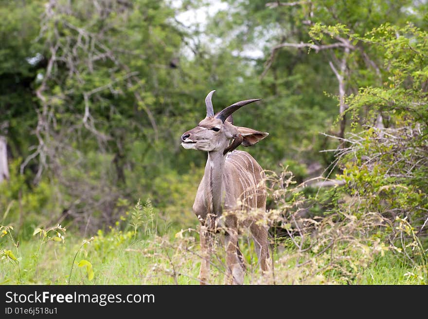 Kudu in the bush in Kruger Park