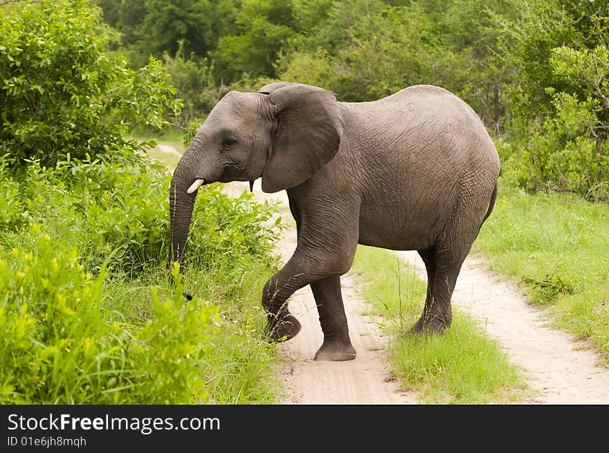 Elephant in Kruger Park