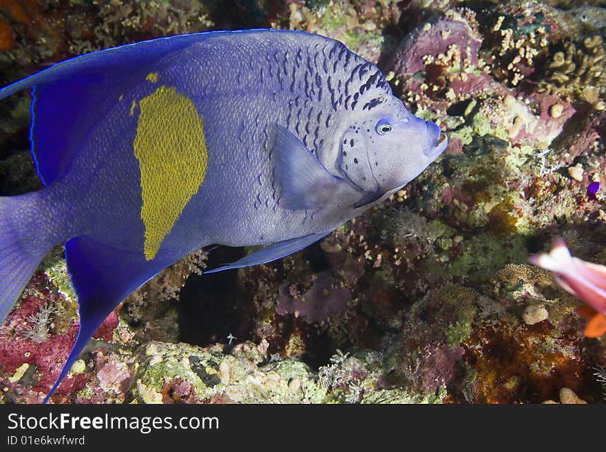 Red Sea Angelfish (Pomacanthus maculosus) taken in the red sea.