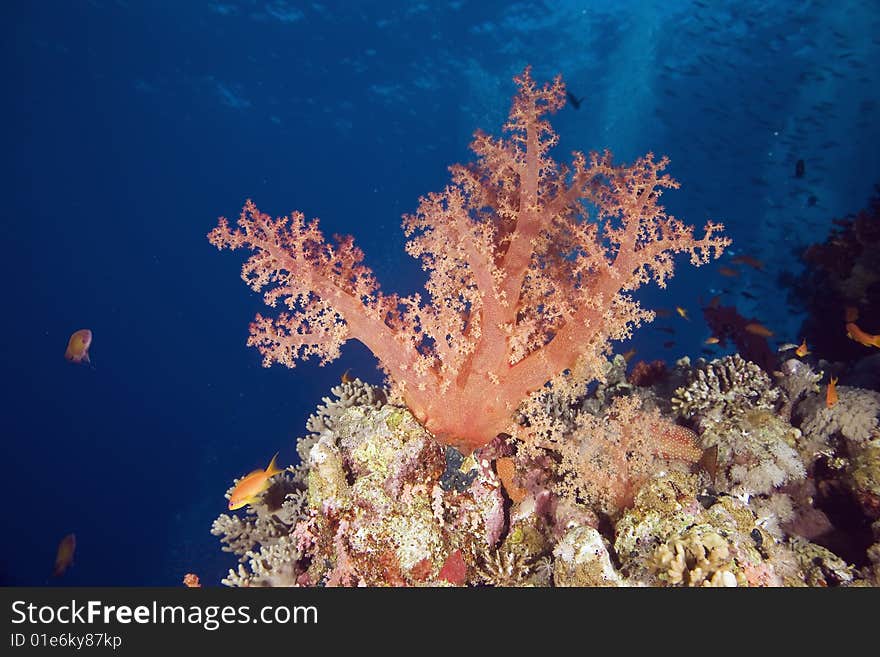 Softcoral (dendronephthya hemprichi)taken in the red sea.