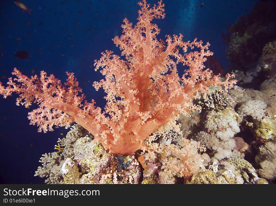 Softcoral (dendronephthya hemprichi)taken in the red sea.