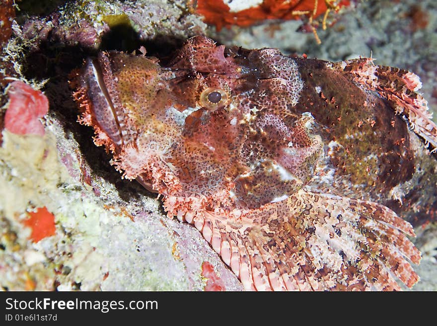 Smallscale scorpionfish (Scorpaenopsis oxycephala)taken in the red sea.