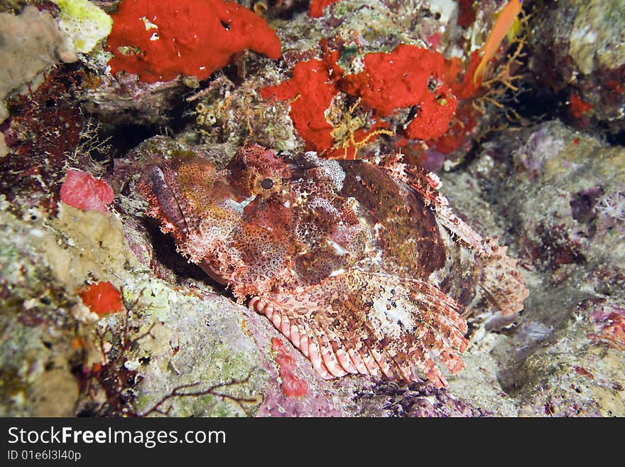 Scorpionfish