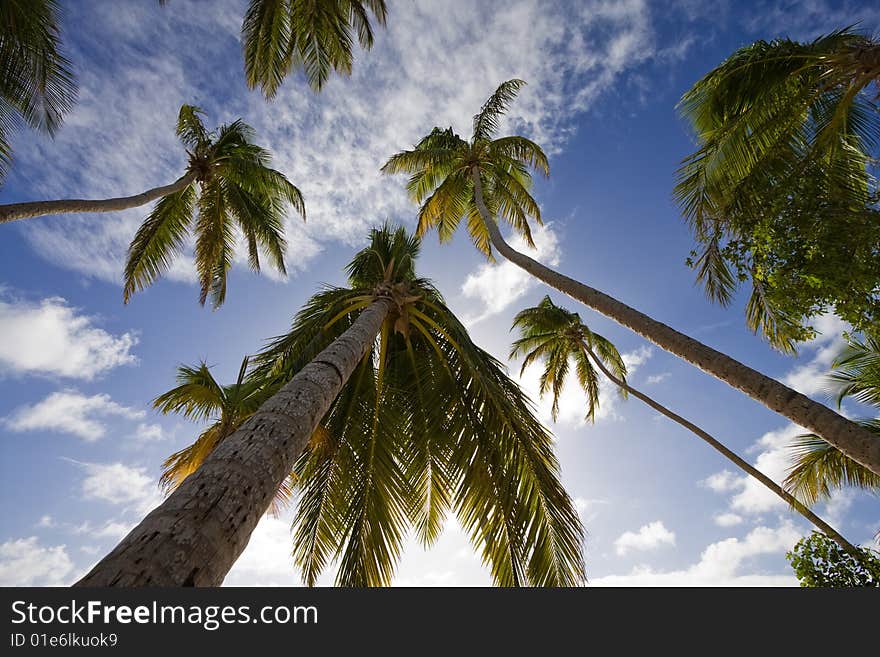 View into the sky with palmtrees