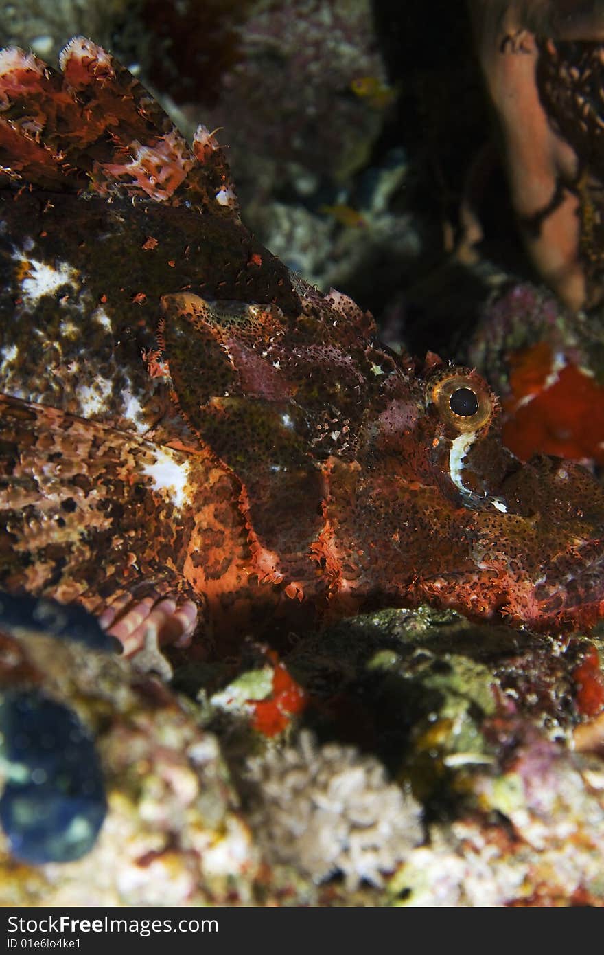 Smallscale scorpionfish (Scorpaenopsis oxycephala)taken in the red sea.