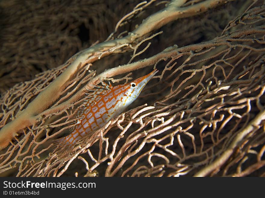 Longnose hawkfish (oxycirrhites typus)taken in the red sea.