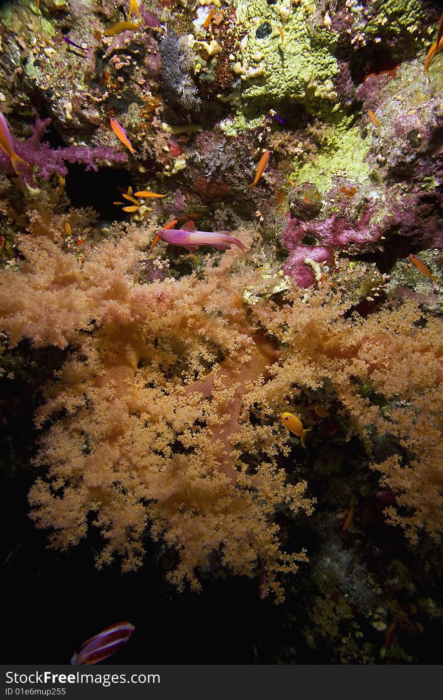 Softcoral and fish taken in the red sea.