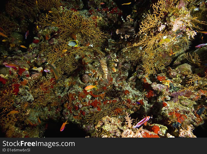 Coral and fish taken in the red sea.