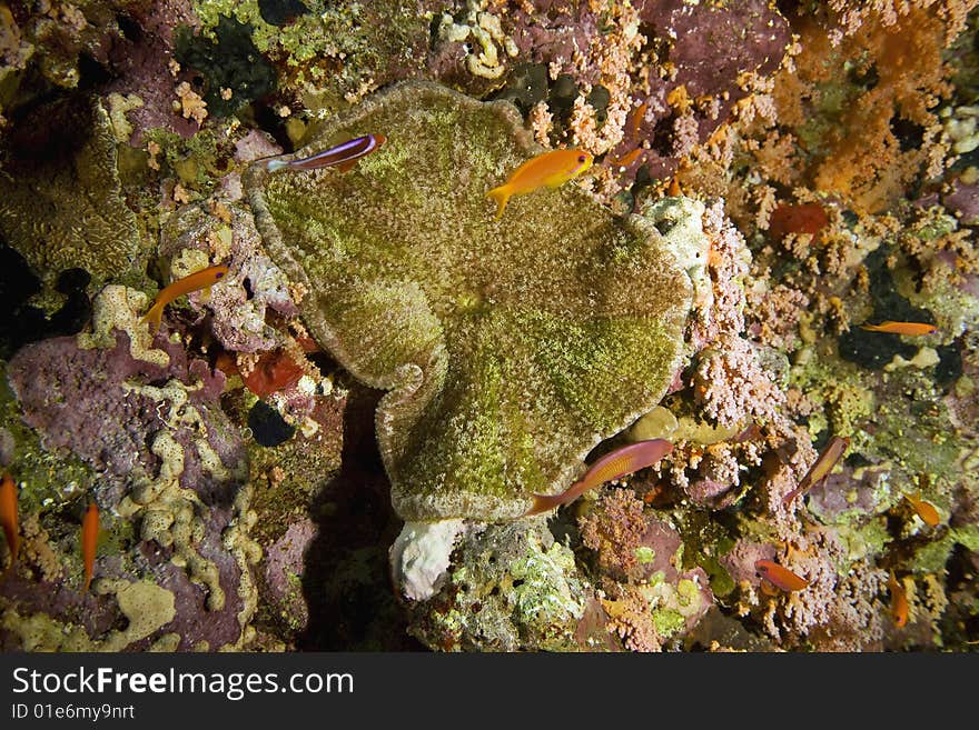 Coral and fish taken in the red sea.