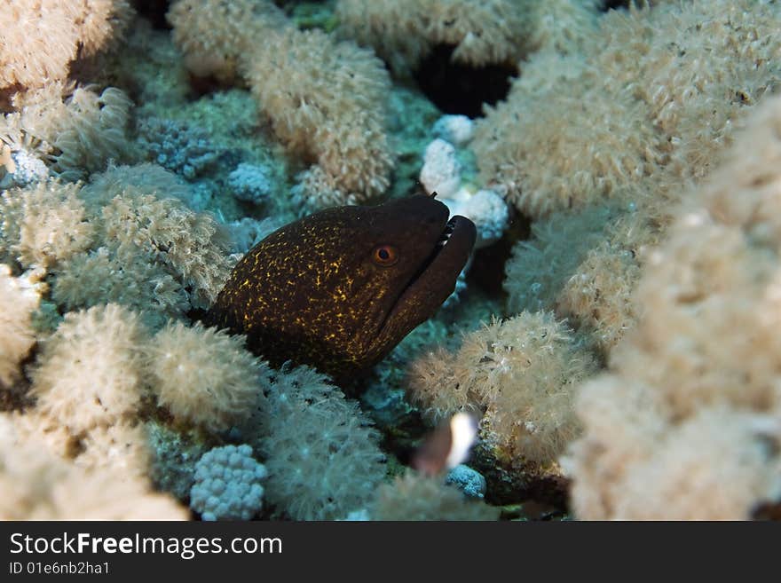 Yellowmargin moray (gymnothorax flavimarginatus) taken in the red sea.