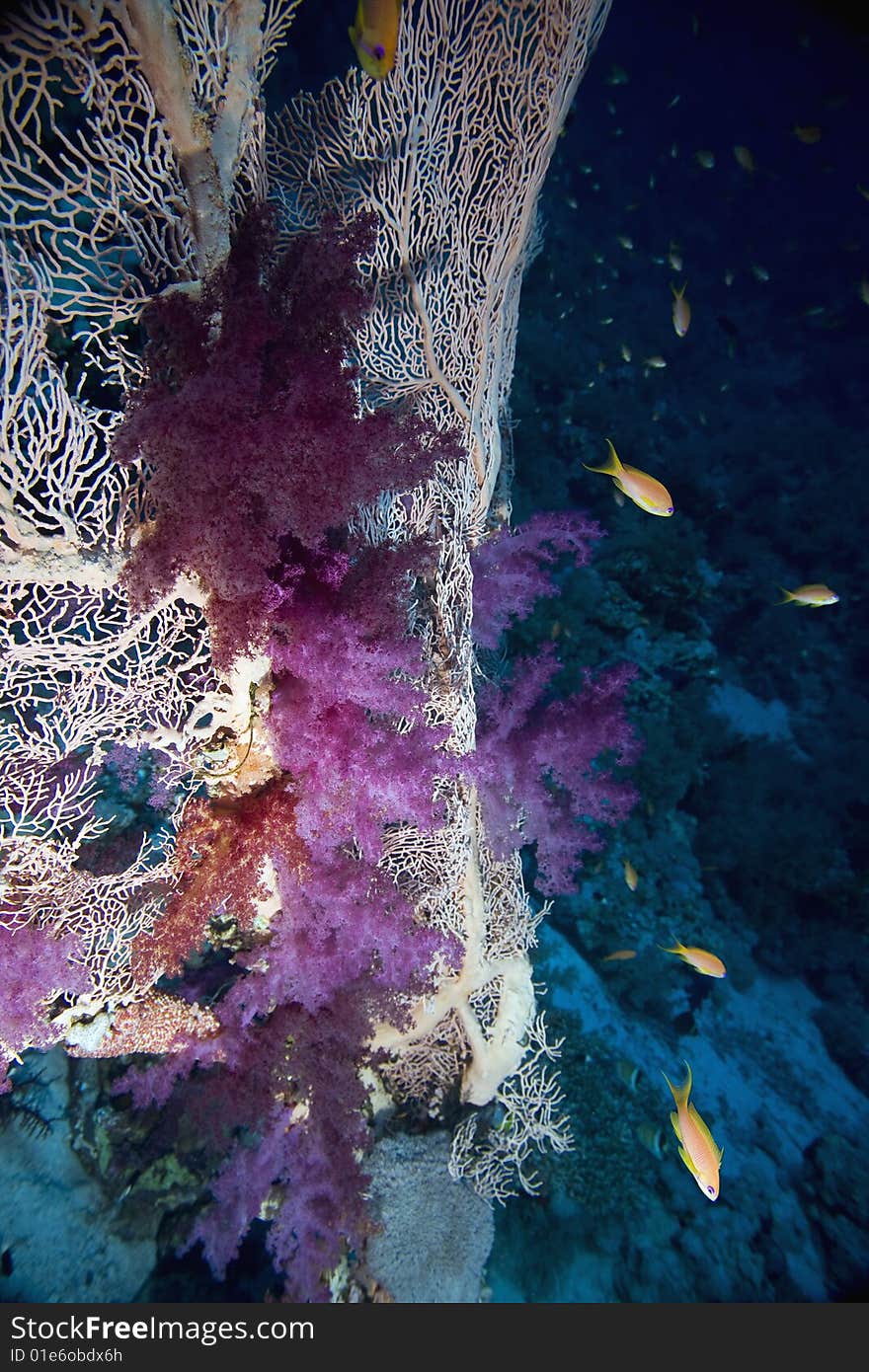 Seafan and softcoral taken in the red sea.