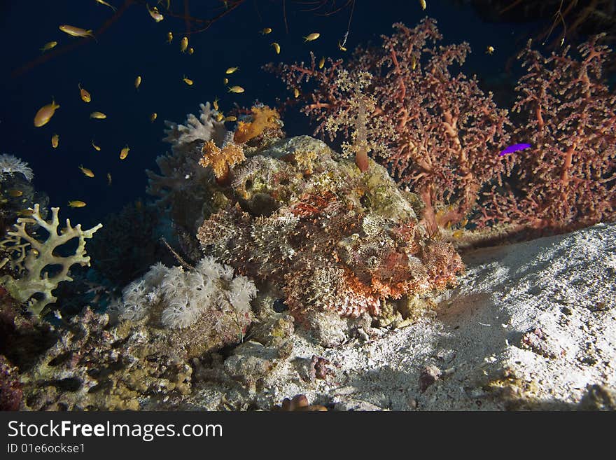 Smallscale scorpionfish (Scorpaenopsis oxycephala) taken in the red sea.